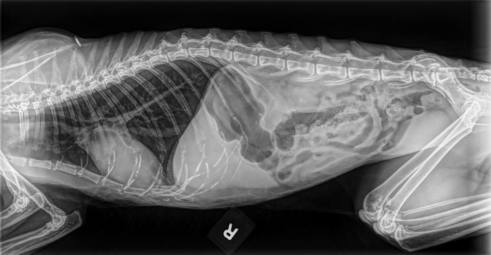 Side-view X-ray of a cat's chest and upper abdomen with an enlarged-looking heart silhouette and clear lung fields