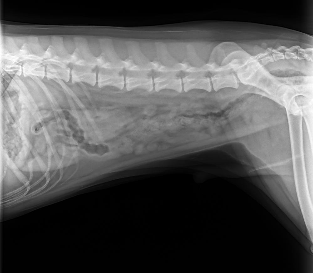 Side-view abdominal X-ray of a dog with mixed stomach contents and small mineral-dense flecks over the stomach