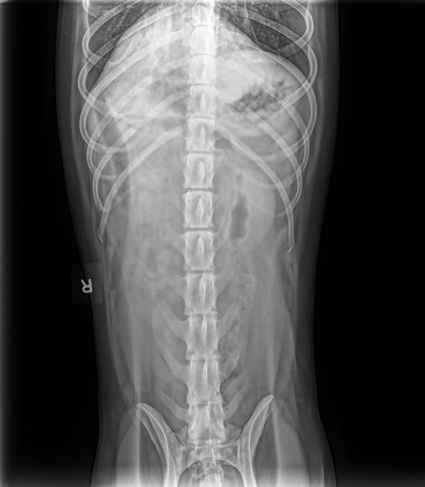 Top-down abdominal X-ray of a dog with a small amount of gas in the stomach and no visible dense foreign object